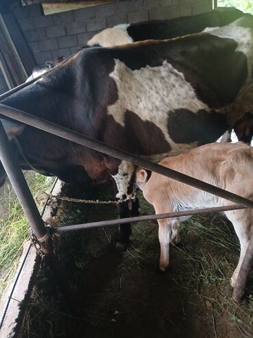 дойных коров: Продаю | Корова (самка) | Для разведения, Для молока | После отела