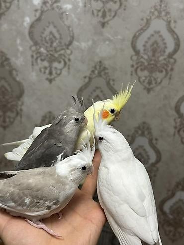 kirpi ne yeyir: Nymph (Cockatiel) papağanları – müxtəlif rəng mutasiyaları Təsvir: - — 1