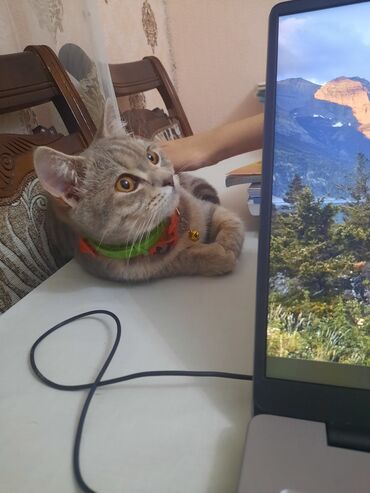 Pişiklər: Tabbi, Yaxşı əllərə — 9