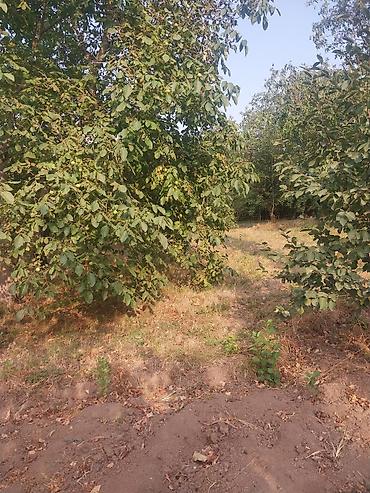 Torpaq sahələrinin satışı: 25 sot — 7