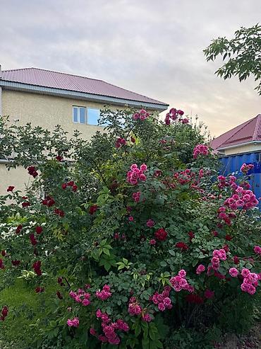 Продажа коттеджей и домов: 🏡 Продаётся двухэтажный кирпичный дом 📍 Посёлок Комсомольское — всего at lalafo.kg — 13 Продажа коттеджей и домов: 🏡 Продаётся двухэтажный кирпичный дом 📍 Посёлок Комсомольское — всего — 13