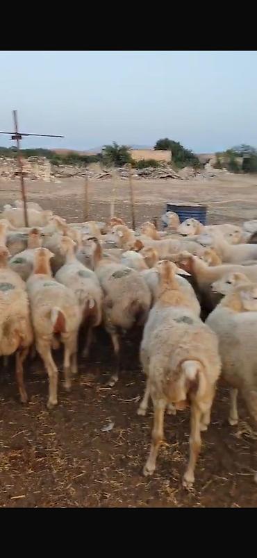 qoyun yanıbala: 🐑 210 baş qoyun, quzu və keçi satılır Ümumi 210 başdır. İçərisində — 6