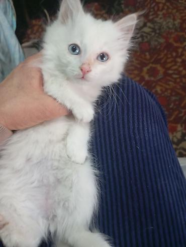 говорящий попугай жако: Котёнок мальчик порода ангорка 2 месяца — 1