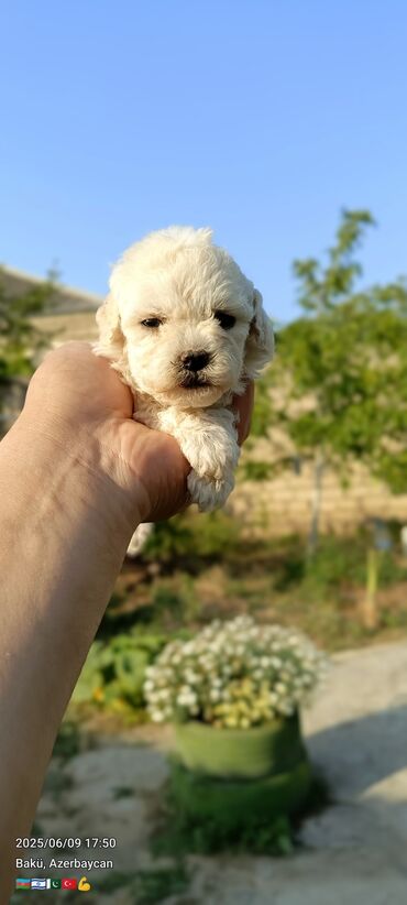 приют для животных в баку адрес: Bişon Frize, 1 ay, Dişi, Peyvəndli, Ünvandan götürmə, Ödənişli çatdırılma, Rayonlara çatdırılma