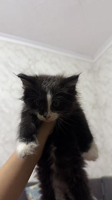 кошка шатланка: Котята, отдам даром в хорошие руки Описание: - Возраст на фото — 3