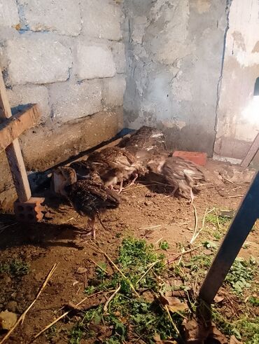 Cücələr: Hinduşka cücələri, Damazlıq — 10