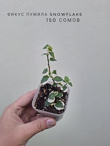 Комнатные растения: 🌿 В продаже фикусы разных сортов (детки/молодыерастения). 💚 Названия — 6