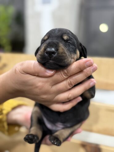 İtlər: Doberman, Erkek — 5