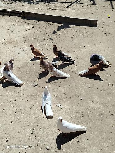 göyərçin satışı: Ebreş ag quyruqlar esenlerden qiymet birine aiddir 11 dene küt satilir — 2
