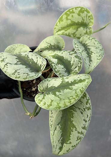 Хойи: Продаю хойи. Цены от 250 до 2000сом — 11