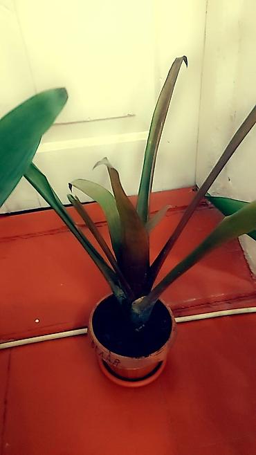 Отдам даром: Цветы от 50 сом и выше — 20