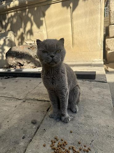 Britan yastı qulaq, Yaxşı əllərə lalafo.az -da Britan yastı qulaq, Yaxşı əllərə