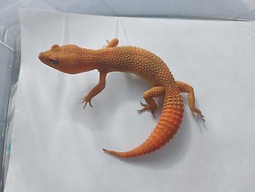 Зоотовары: Леопардовые гекконы (Eublepharis macularius) редких морф Элитный — 1
