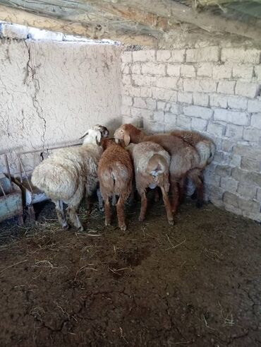 Бараны, овцы: Продаю | Ягненок, Баран (самец) | Арашан | На забой, Для разведения | Племенные