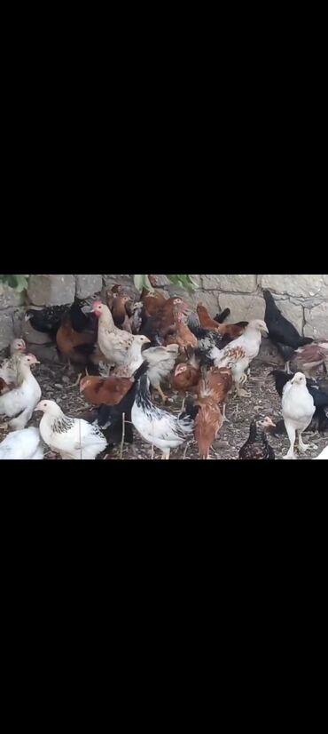 Gəmiricilər: Kend colpalari satilir. 3 aylari tamam olub. Diri Ceki 800 /700 qiram
