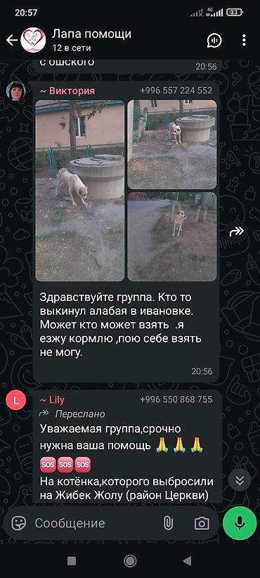 Отдам даром собаку: Собака даром: Алабай, 6 месяцев, Самец — 19