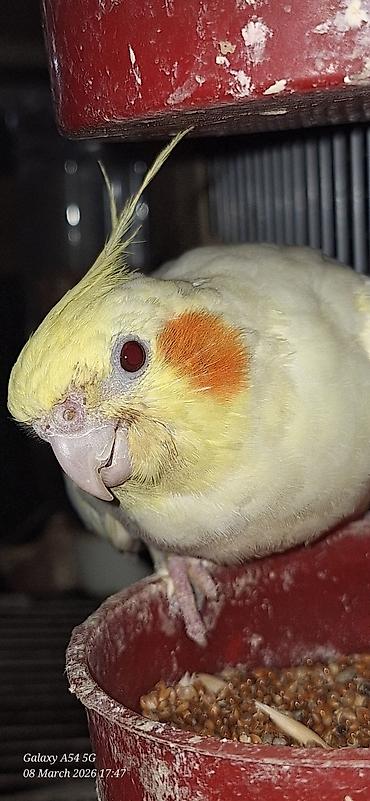 kakadu quşu: Popuqoy Korella (ana qusdu) — 1