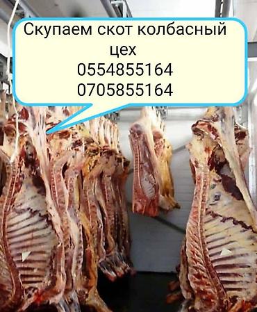 живой фарель: Частное лицо, Колбасный цех : Коровы, быки, Лошади, кони, | Круглосуточно, Любое состояние, Забитый — 2