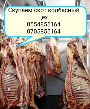 продажа карова: Куплю | Коровы, быки, Лошади, кони, Другие с/х животные | Круглосуточно, Любое состояние, Забитый