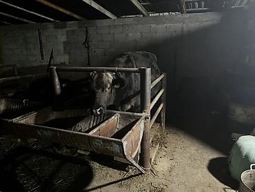 Продам с/х животных: Продаю | Корова (самка) | Для разведения | Привязанные — 4