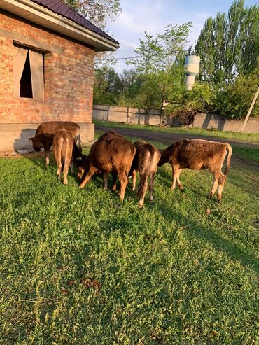 Коровы, быки: Чакуль,6-7 айлыктар