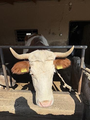 Коровы, быки: Продаю | Тёлка | Искусственник — 10