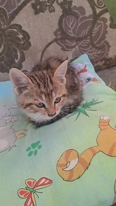 Продажа кошек: Котёнок, окрас тигровый (коричневый табби) с белой грудкой и кончиком — 4