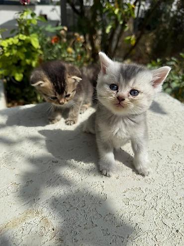 pişik balası satışı: Şotland, Ünvandan götürmə — 4