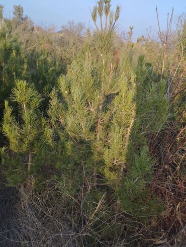 Şitillər: Satılır: iynəyarpaq şam ağacları (fidanlar) - Növ: Şam (Pinus) – — 6