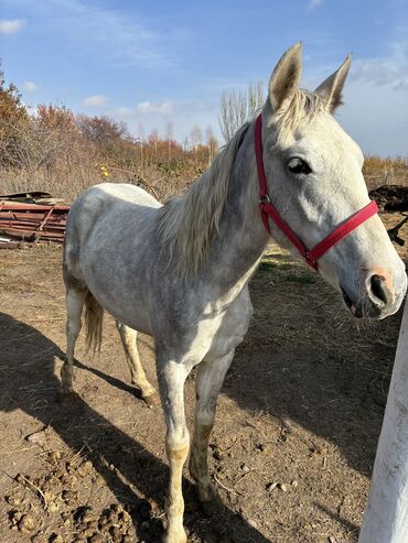 Лошади, кони: Продаю | Жеребец | Конный спорт — 9