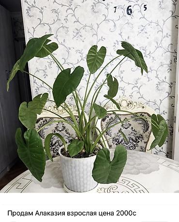 green grow: Комнатные растения в горшках. 1) Авокадо из косточки — молодое — 2