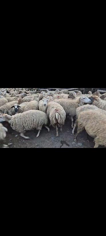 ucuz toyuq satisi: Satışda olan qoyunların hamısı boğazdı. Heyvanların saglamlıgına söz — 2