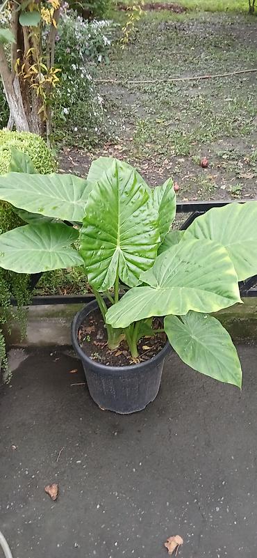 bitki guli: Filodendron “Plowmanii” (aroid) – böyük yarpaqlı dekorativ otaq — 10