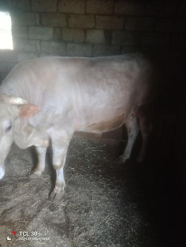 qoyun mal: Cins: açıq rəngli, buynuzlu heyvan (erkək dana/öküz tipli) Təyinat — 2