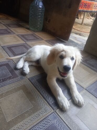 ит мурун: Rotveyler, 3 ay, Erkek, Peyvəndli, Pulsuz çatdırılma