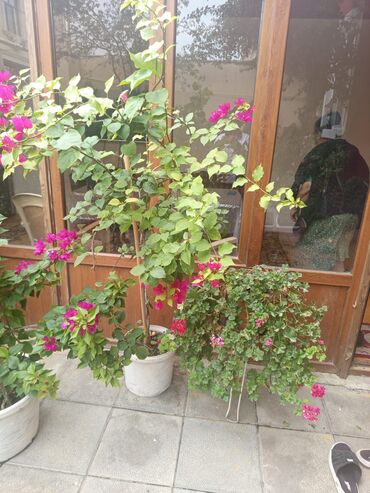 Otaq bitkiləri: Şefler ve her cür ev güllərin satışı mövcudu isdediyiniz gülün — 8