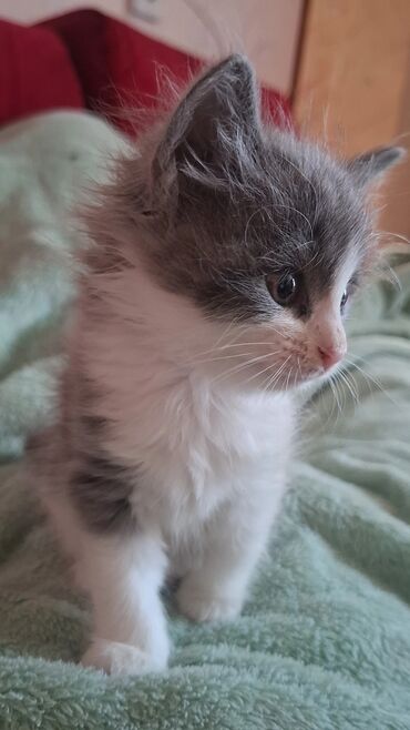 отдам даром котят: Yaxşı əllərə