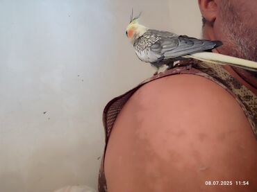 Akvariumlar: Tam əl quşudu oxuyur oynayır ərkeydi