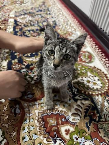 scotish fold: Котёнок, полосатый тигровый окрас (серо-чёрный табби) — 1