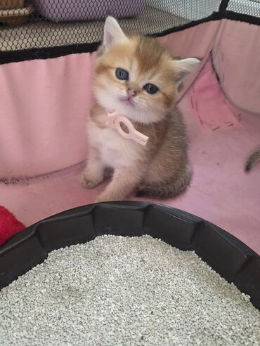 Pişiklər: Cins Paroda pişikləri. Şotland, Britan, Pers. Rəngləri də cür bə cür -da lalafo.az — 1 Pişiklər: Cins Paroda pişikləri. Şotland, Britan, Pers. Rəngləri də cür bə cür — 1