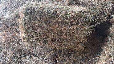 продам клубнику: Продаю тюки/сено. Клевер 300шт. Адрес: Беловодск, село Сретенка