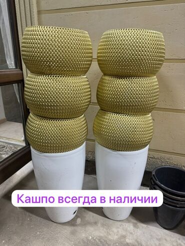 купить самшит в бишкеке: Саженцы цветка