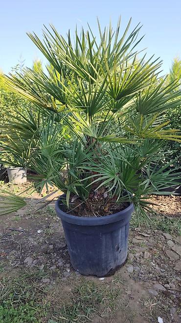 bitki guli: Yelpəzəyarpaq xurma (Chamaerops humilis) – qara plastik dibçəkdə — 5