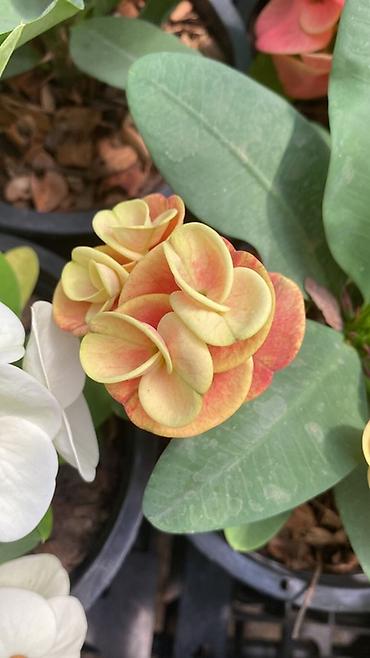 Молочаи: Эуфорбия Миля тайский (Euphorbia milii, «корона Христа») в горшке. - — 5