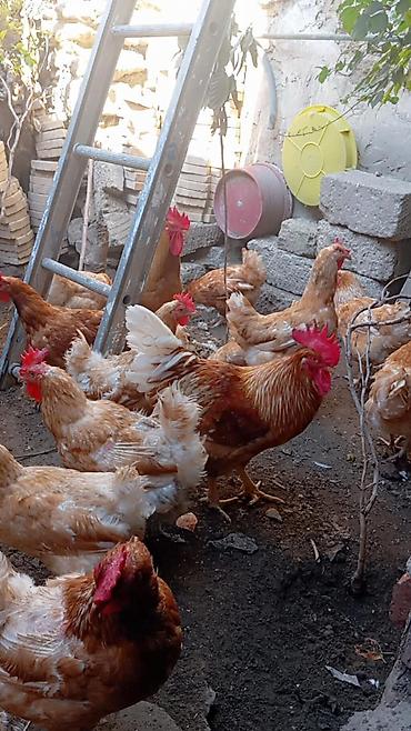 3 toyuq 3 gune 3 yumurta: Məhsul: Yerli toyuqlar və xoruzlar (yumurta yönümlü qarışıq rəngli — 8
