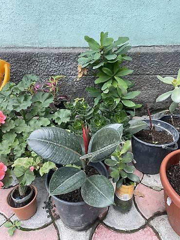 Бөлмө өсүмдүктөрү: Коллекция комнатных и садовых растений в горшках. В составе: - — 7