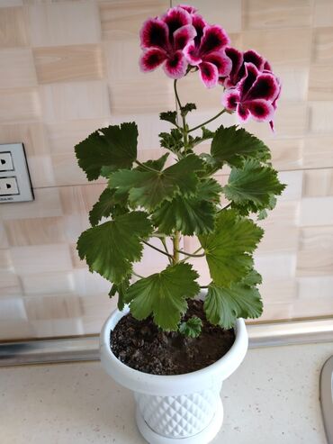 Otaq bitkiləri: Otaq bitkiləri — 8