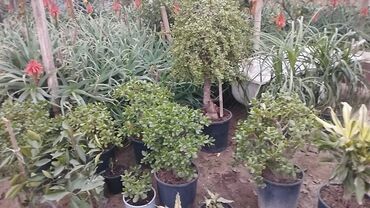 Otaq bitkiləri: Qablı dekorativ bitkilər - Portulacaria afra (fil qulağı/spekboom) – — 8