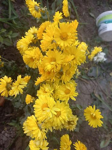 Другие виды семян и саженцев: Саженцы хризантем с пышной зеленой листвой, готовые к пересадке — 20