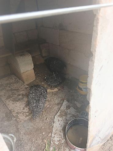 broiler ross 308: Toyuq, Damazlıq, Pulsuz çatdırılma — 6